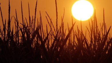 hitze-und-sonnenlicht-koennen-das-virus-schwaechen,-so-studienergebnisse