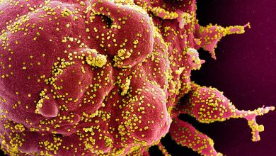 gehen-sie-den-„stammbaum“-des-coronavirus-hoch,-um-dessen-erscheinung-zu-datieren