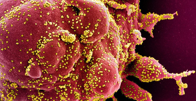 gehen-sie-den-„stammbaum“-des-coronavirus-hoch,-um-dessen-erscheinung-zu-datieren