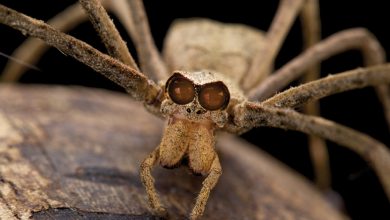 wissenschaftliche-nachrichten-in-kleinen-dosen