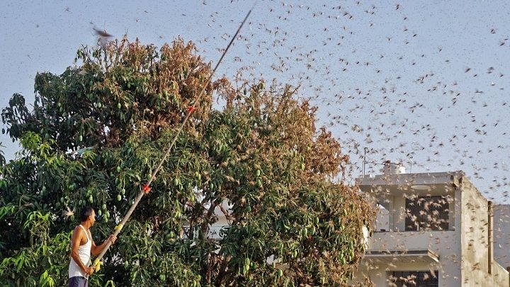 heuschreckenangriff:-warum-sich-pakistan-als-brutstaette-fuer-winzige-pflanzenfressende-insekten-herausstellt-|-erklaert