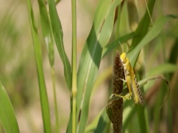 pak-pm-orders-to-catch-locusts-and-sell-them-as-chicken-feed