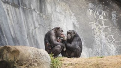 la-premastication-chez-les-chimpanzes