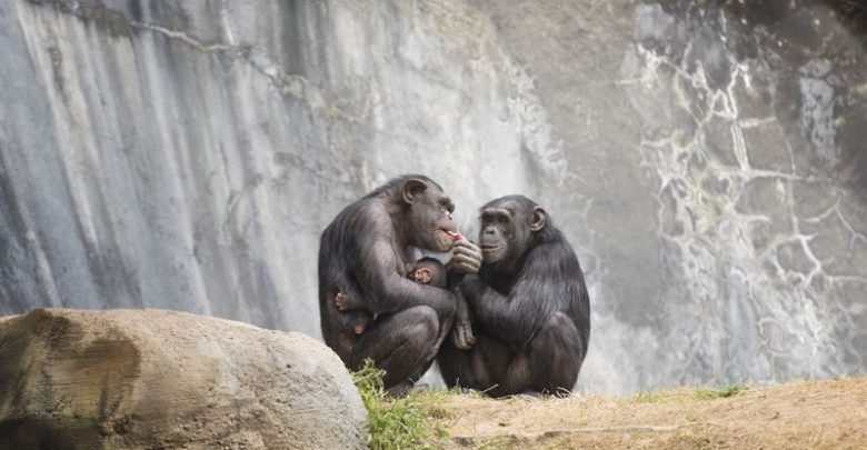 la-premastication-chez-les-chimpanzes