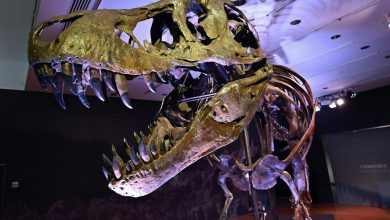 un-t-rex-vendu-31,8-millions-de-dollars